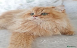 British Longhair cats for sale: Sweet Black Golden British Longhair Boy - Image 2
