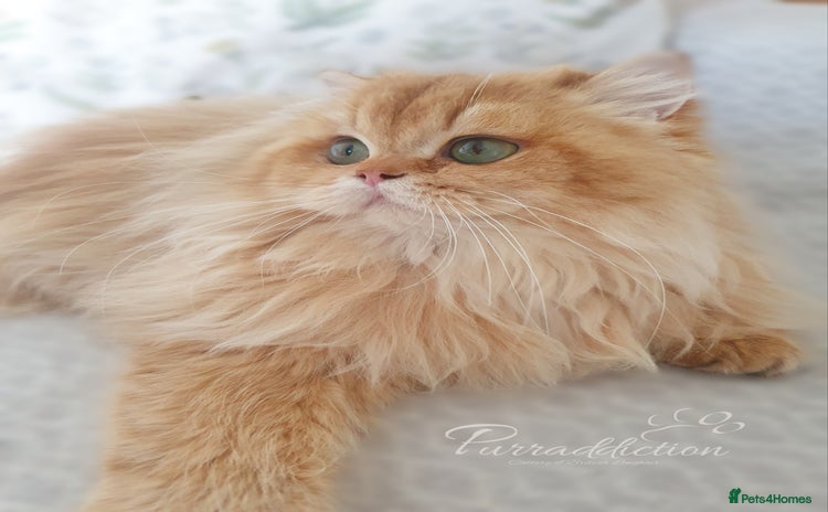 British Longhair cats - Advert 4