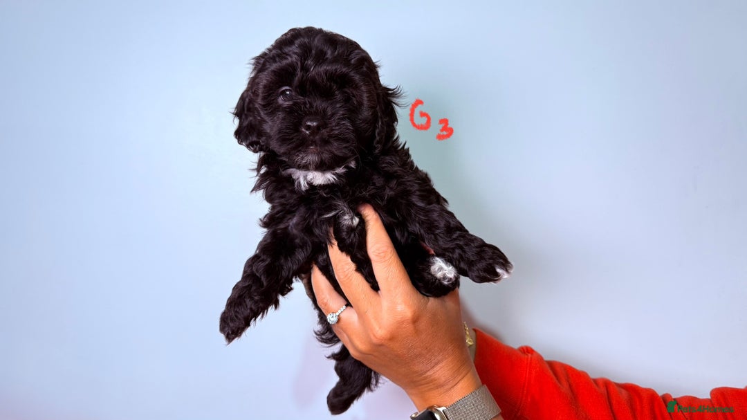 Maltipoo dogs for sale: ✨ Adorable Maltipoo Puppies Ready for New Homes ✨ - Image 4