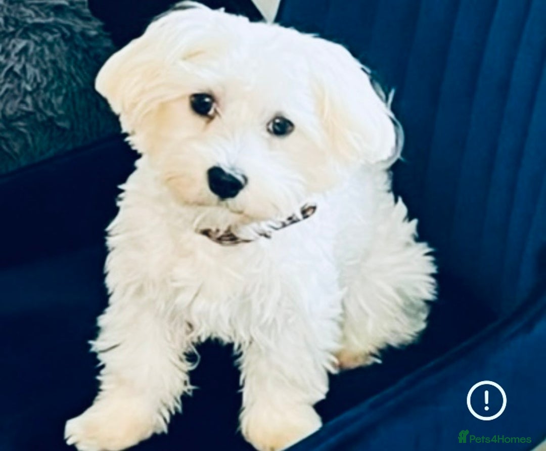 Maltese dogs for stud: Kc proven Maltese stud  - Advert 1