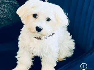 Maltese dogs Kc proven Maltese stud - Advert 18