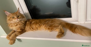 Maine Coon cats - Advert 13