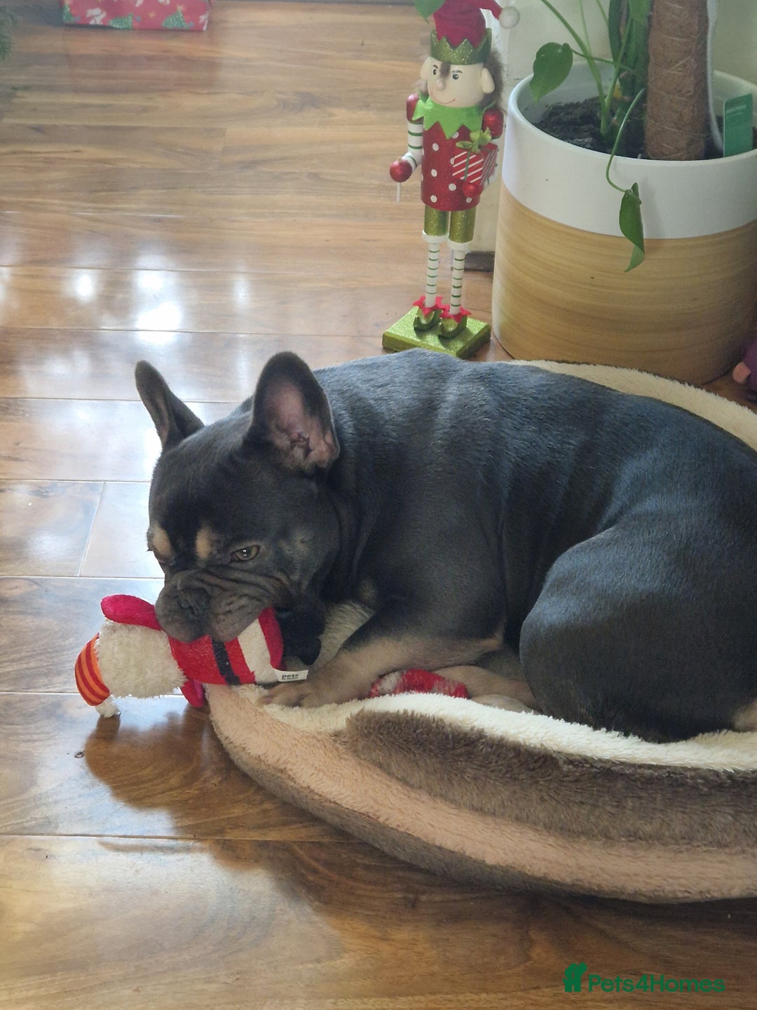 French Bulldog dogs for sale: 2 year old full breed French Bull boy - Advert 2