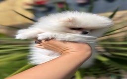 Pomeranian dogs for sale: Quality girl ready now PRINCESS 💕 - Image 13