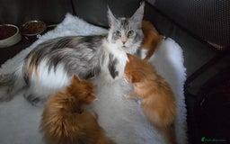 Maine Coon cats for sale: Red and white maine coon kittens TICA registered  - Image 1