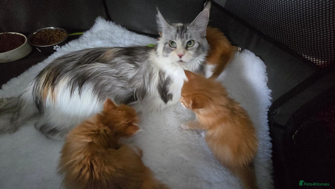 Maine Coon cats for sale: Red and white maine coon kittens TICA registered  - Image 1