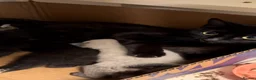 Mixed Breed cats for sale: Beautiful Black Kitten Looking for a Loving Home - Advert 5