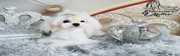 Maltese dogs for sale: Emperatrice Maltese-Korean Line Show Maltese KC Re - Advert 12