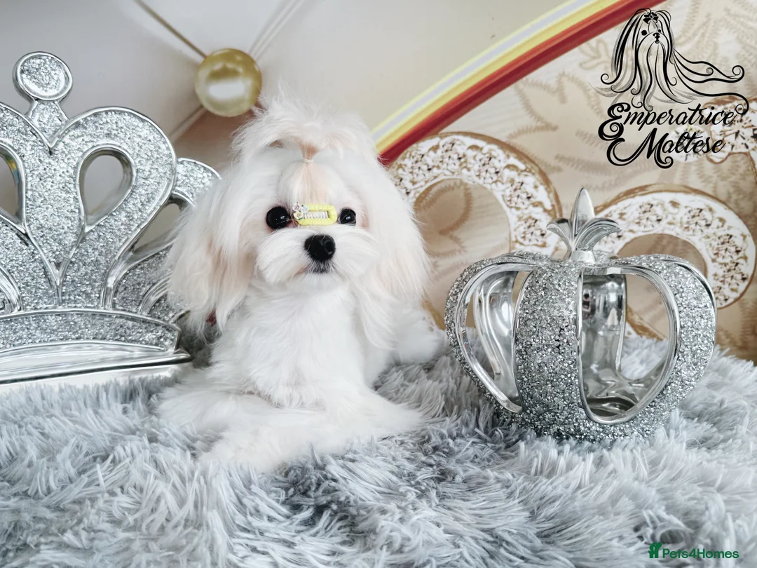 Maltese dogs for sale: Emperatrice Maltese-Korean Line Show Maltese KC Re - Advert 12