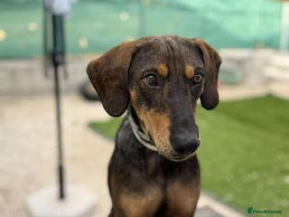 Mixed Breed dogs Argos the true gent - Advert 2