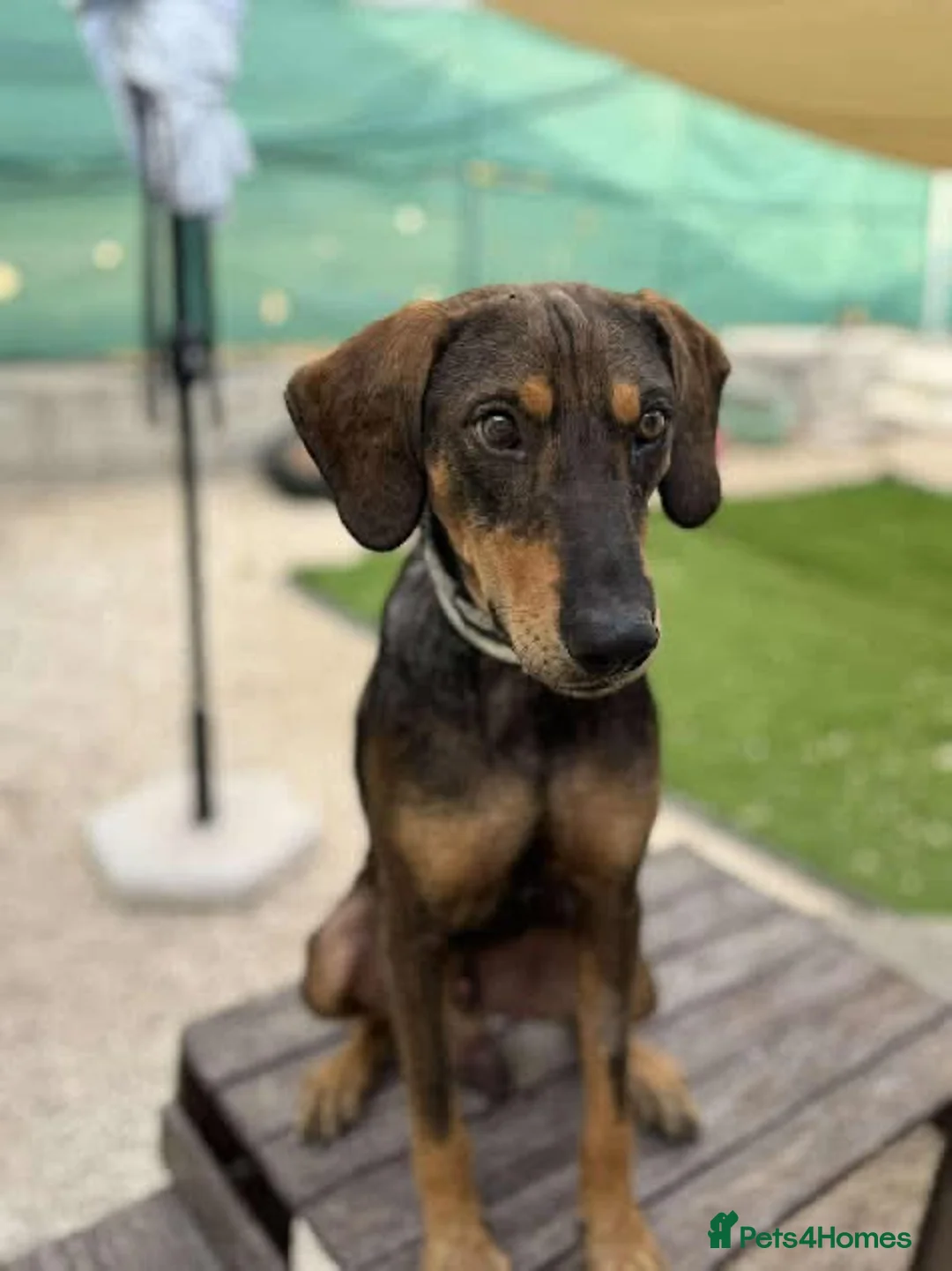 Mixed Breed dogs for adoption: Argos the true gent  - Advert 2