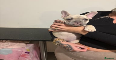 French Bulldog dogs - Advert 14