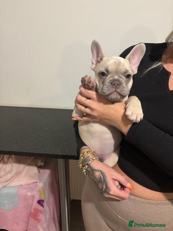 French Bulldog dogs - Advert 4