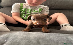 Miniature Dachshund dogs for sale: Miniature dachshund puppies  - Image 27
