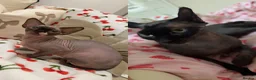 Sphynx cats for sale: 1 dwarf sphynx & 1 normal Sphynx females - Advert 1