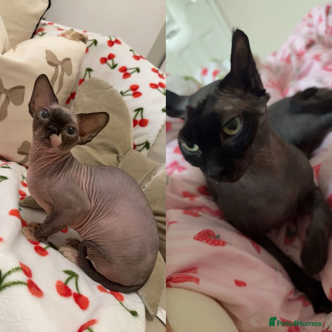 Sphynx cats for sale: 1 dwarf sphynx & 1 normal Sphynx females - Advert 1