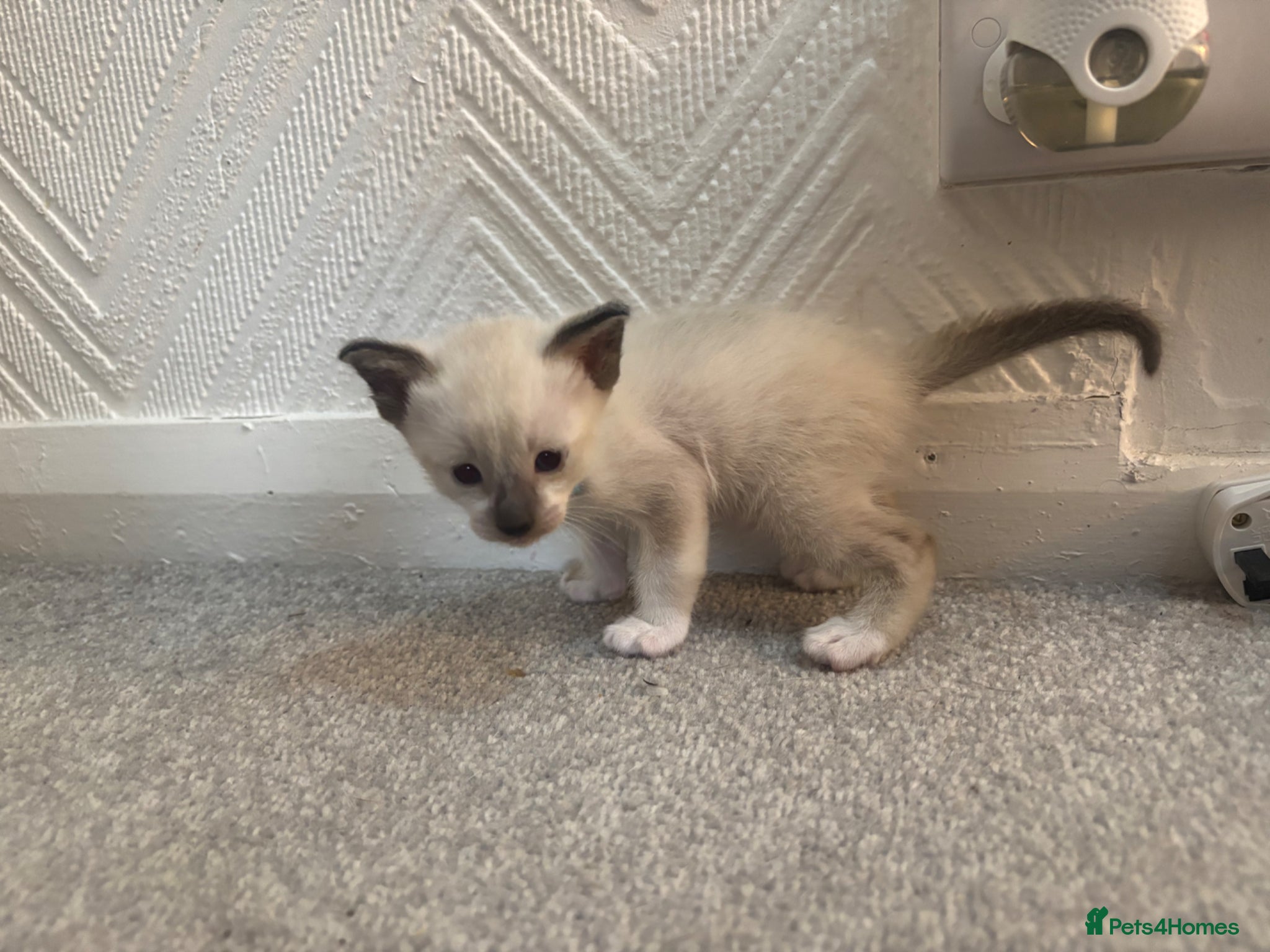 Siamese cats Siamese–Oriental mix - Advert 6