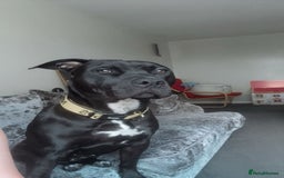 Mixed Breed dogs for sale: Storm - Image 3