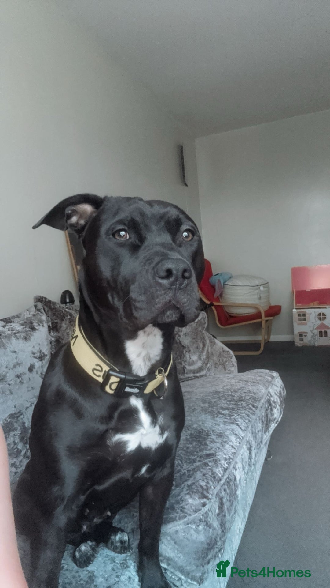 Mixed Breed dogs for sale: Storm - Image 3