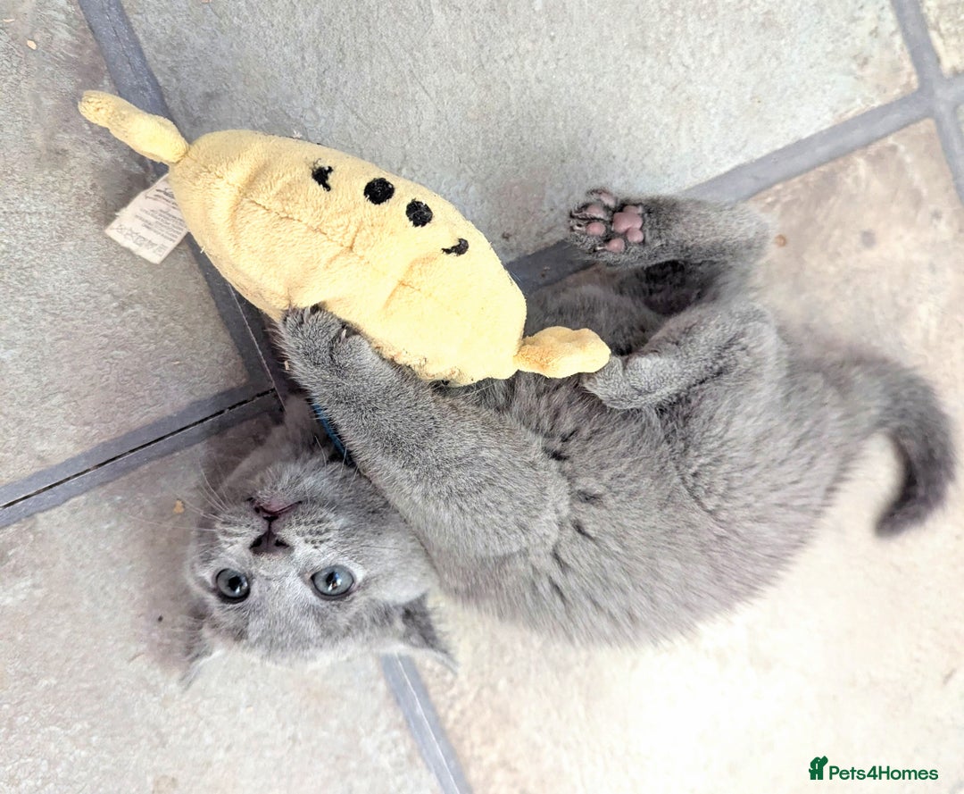 Russian Blue cats for sale: TICA Registered kittens  - Advert 5