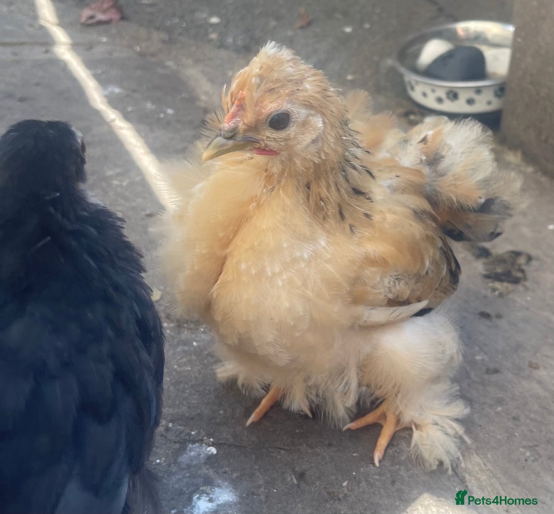Chickens poultry for sale: Hen, POL Hens, Cockerels and chicks - Image 4