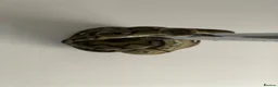 Mixed Breed reptiles for sale: Various snakes for sale  - Advert 4