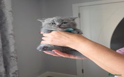 British Shorthair cats for sale: BRITISH SHORTHAIR KITTENS  - Image 14