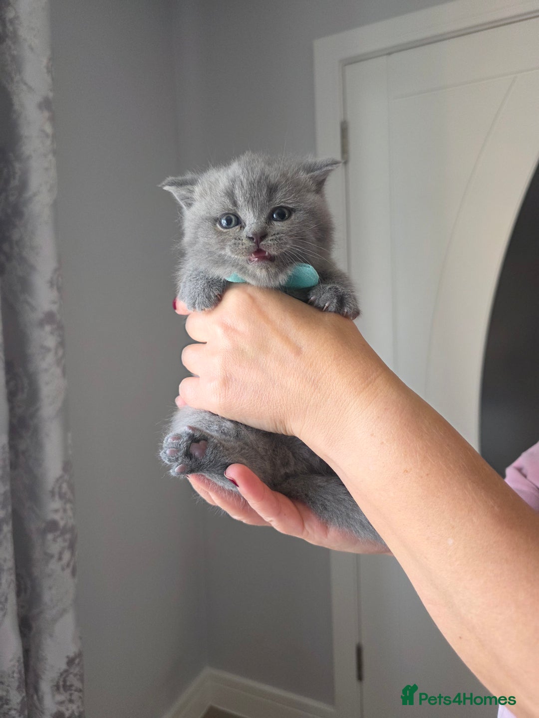 British Shorthair cats for sale: BRITISH SHORTHAIR KITTENS  - Image 14