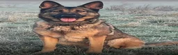 Mixed Breed dogs for sale: German Shepherd x Belgian Malinois in Bedford - Advert 5