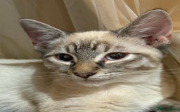 Mixed Breed cats for sale: 2 beautiful female kittens for sale - Image 6