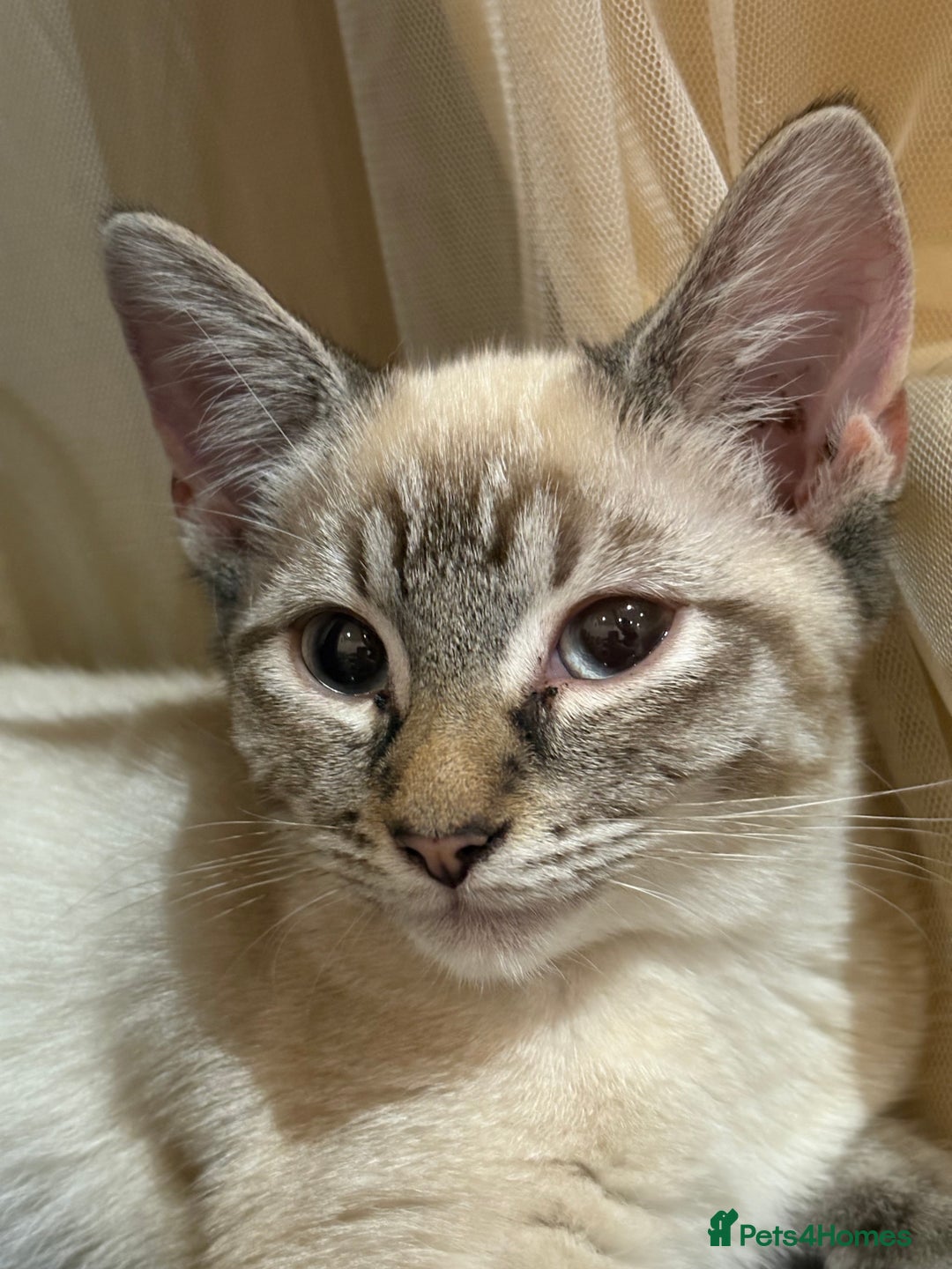 Mixed Breed cats for sale: 2 beautiful female kittens for sale - Image 6