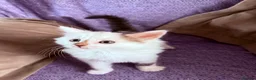 Mixed Breed cats for sale: Beautiful fluffy kittens  - Advert 6
