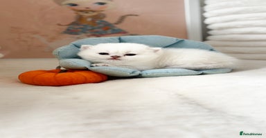 British Shorthair cats - Advert 7