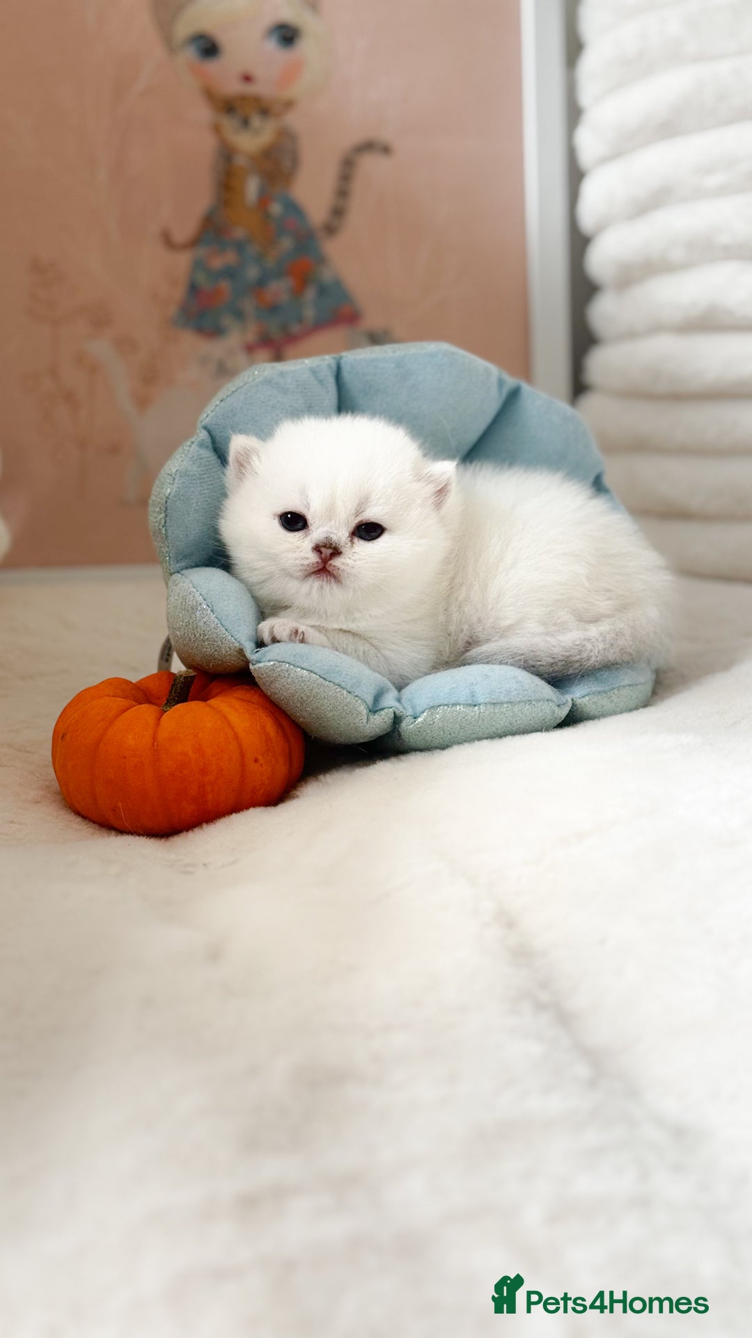 British Shorthair cats for sale: Pedigree British Shorthair kittens - Image 12