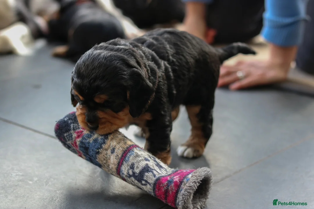 Sprocker dogs for sale: Sprocker Spaniel Puppies  - Advert 9