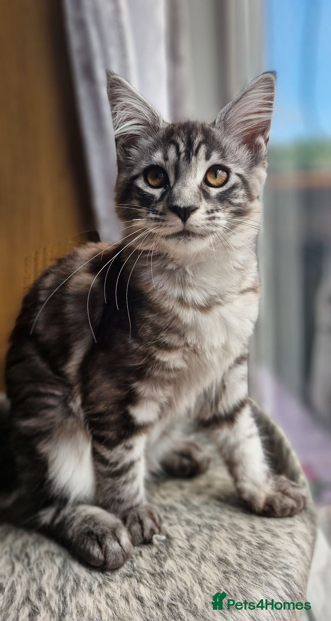 Maine Coon cats Adorable kitten looking for new home - Advert 1