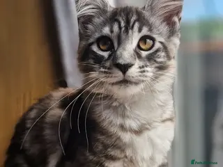 Maine Coon cats Adorable kitten looking for new home - Advert 1