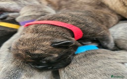 Mixed Breed dogs for sale: 8 Puppies - 3/4 blue staff 1/4 whipit  in Cradley Heath - Image 19