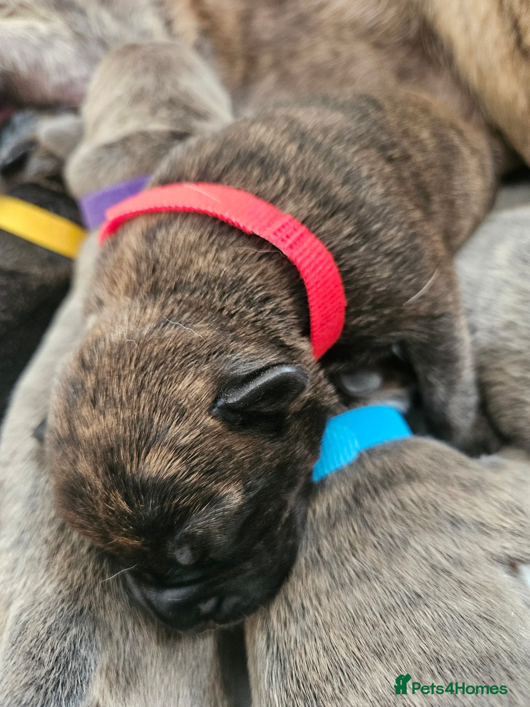 Mixed Breed dogs for sale: 8 Puppies - 3/4 blue staff 1/4 whipit  in Cradley Heath - Image 19