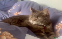 Mixed Breed cats for sale: Beauitful grey tabby male - Image 2