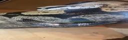Boa Snake reptiles for sale: Motley Boa for sale. in Burnley - Advert 3