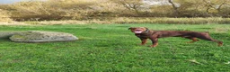 Dobermann dogs for sale: FOUR DOBERMANN FEMALE PUPS STILL AVAILABLE  - Advert 15