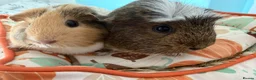 Guinea Pig rodents for sale: female guinea pig pairs - Advert 6