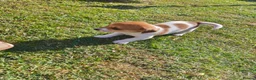 Jack Russell dogs for sale: Jack Russell 4 Sale - Advert 11
