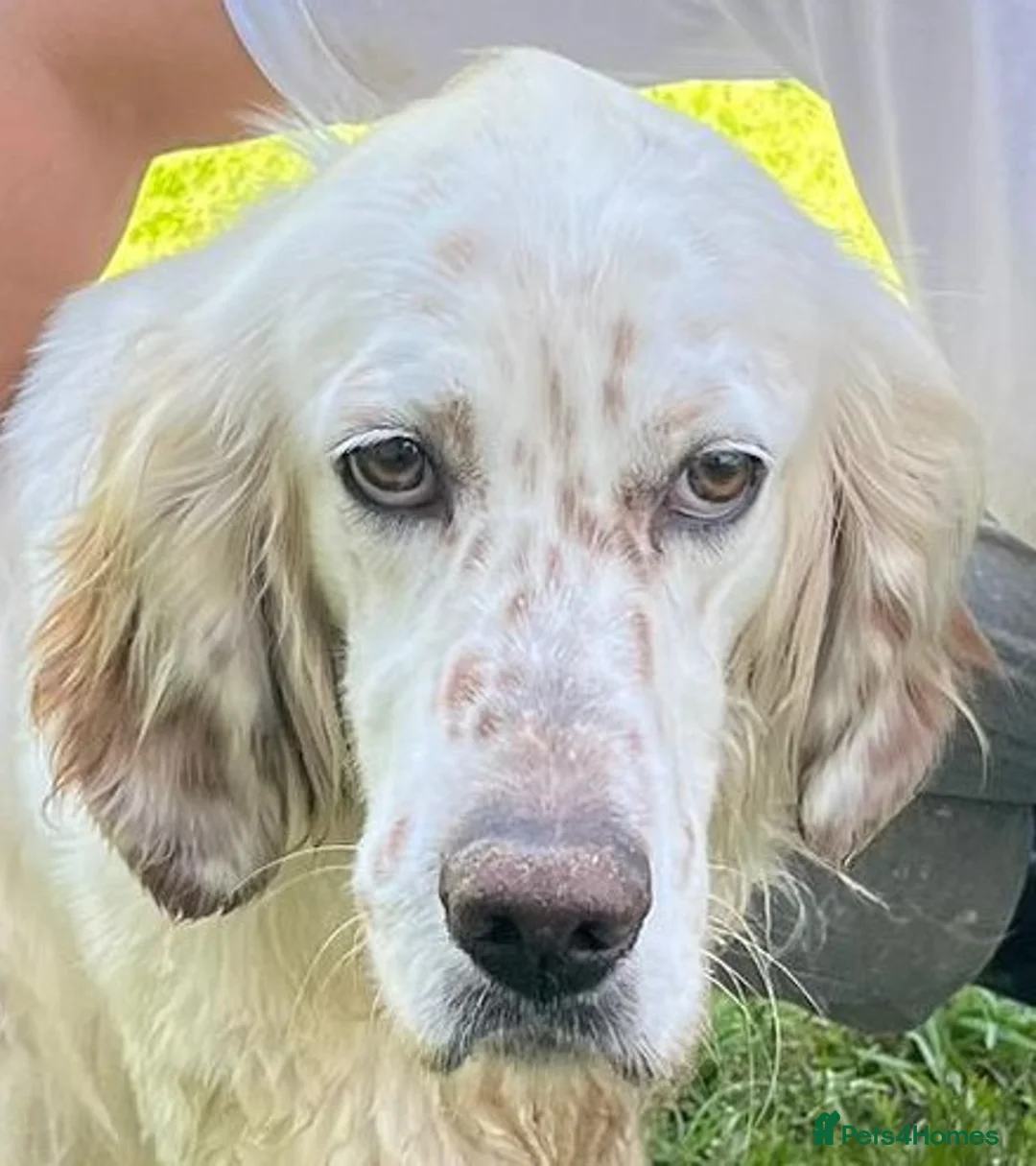 English Setter dogs for adoption: Jay   in Norwich - Advert 9