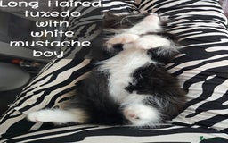 Ragdoll cats for sale: 12 half-Ragdolls (£150-£475) - Image 20
