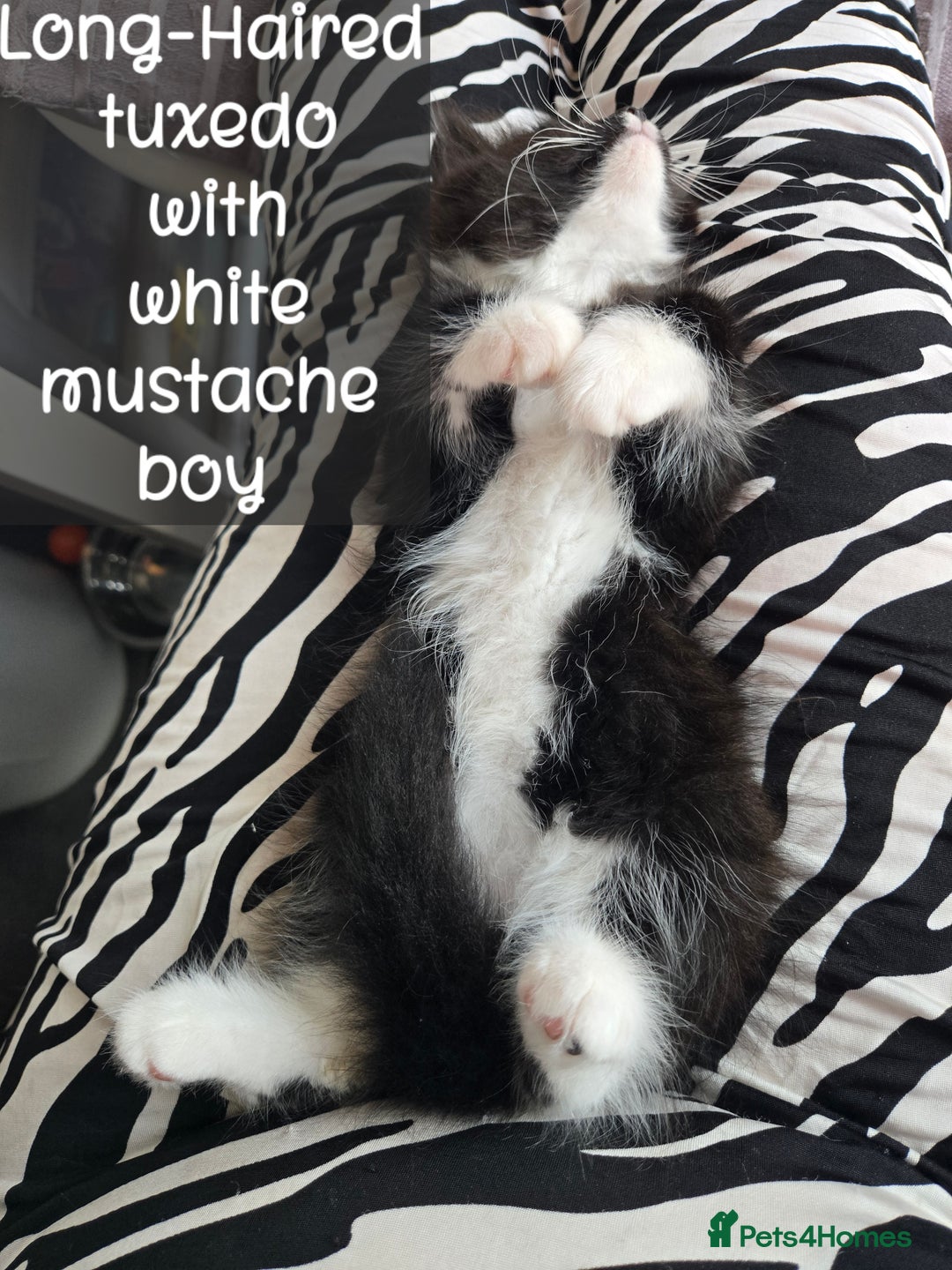 Ragdoll cats for sale: 12 half-Ragdolls (£150-£475) - Image 20