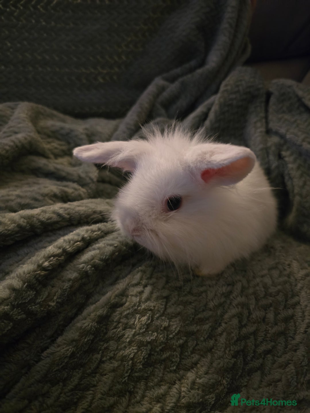 Mixed Breed rabbits for sale: Rabbits for sale.  - Advert 8