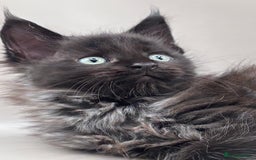 Maine Coon cats for sale: Stunning Maine Coon Kittens  - Image 6