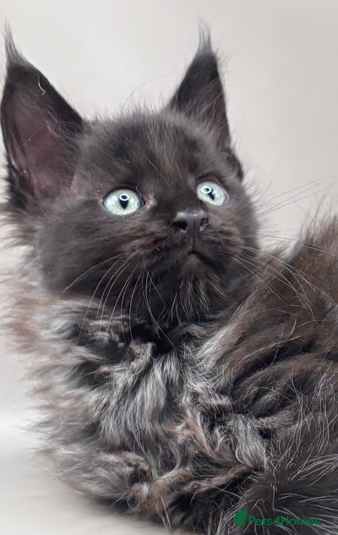 Maine Coon cats for sale: Stunning Maine Coon Kittens  - Image 6